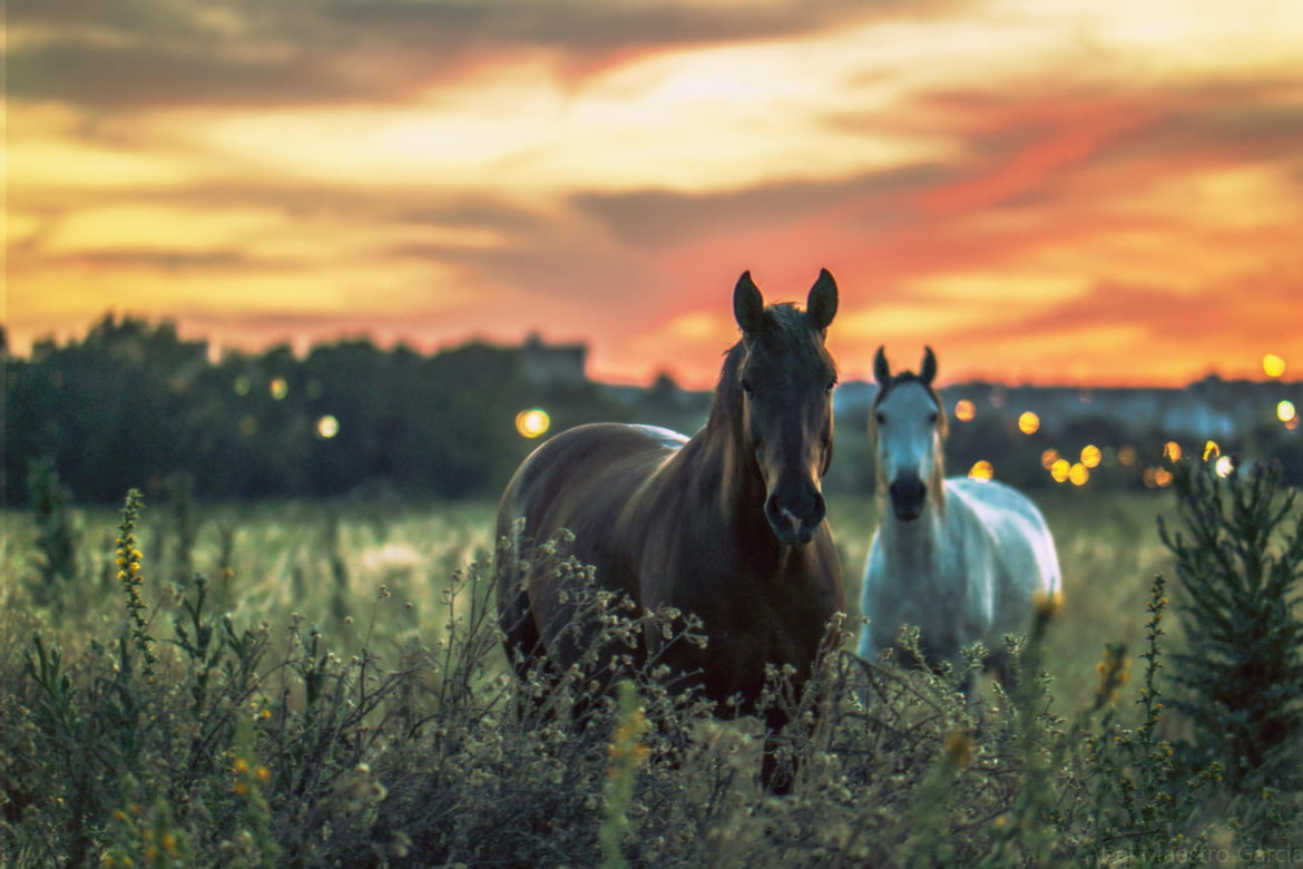 two brown and white horses on green grass field vigilantes Sevilla
