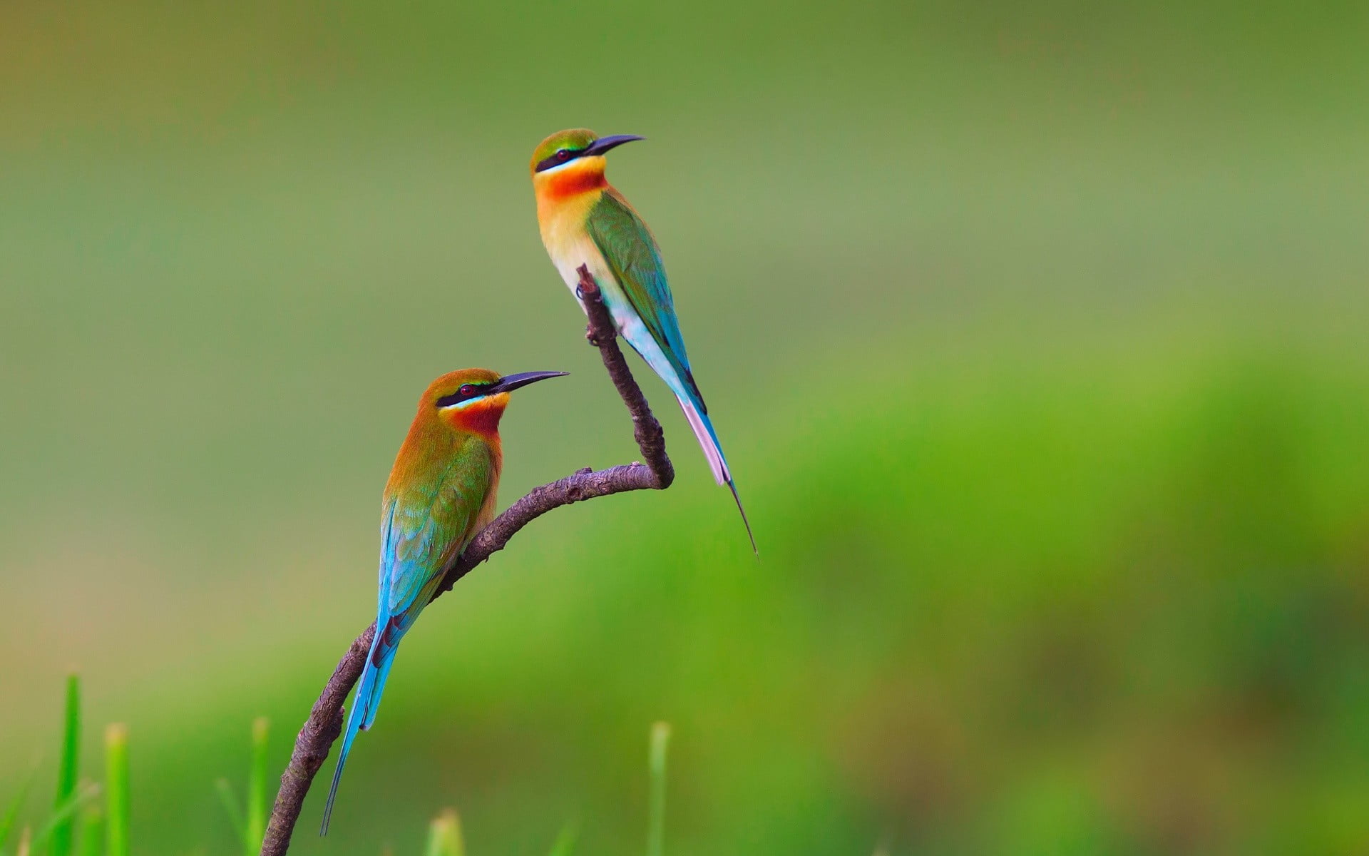 two green yellow and orange bee eater bird birds eaters 2k
