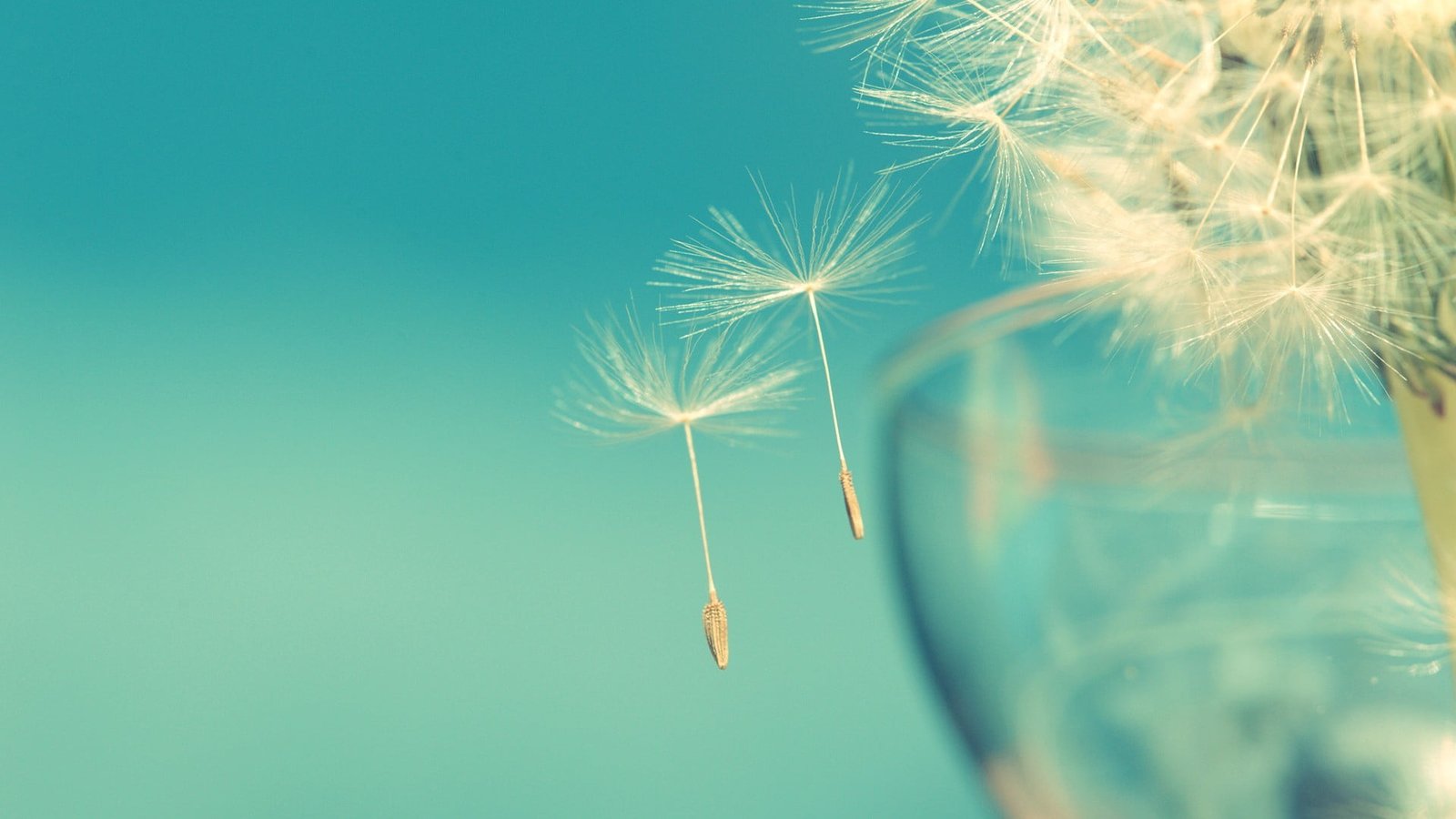 white dandelion seeds macro nature summer close up fluffy 2k