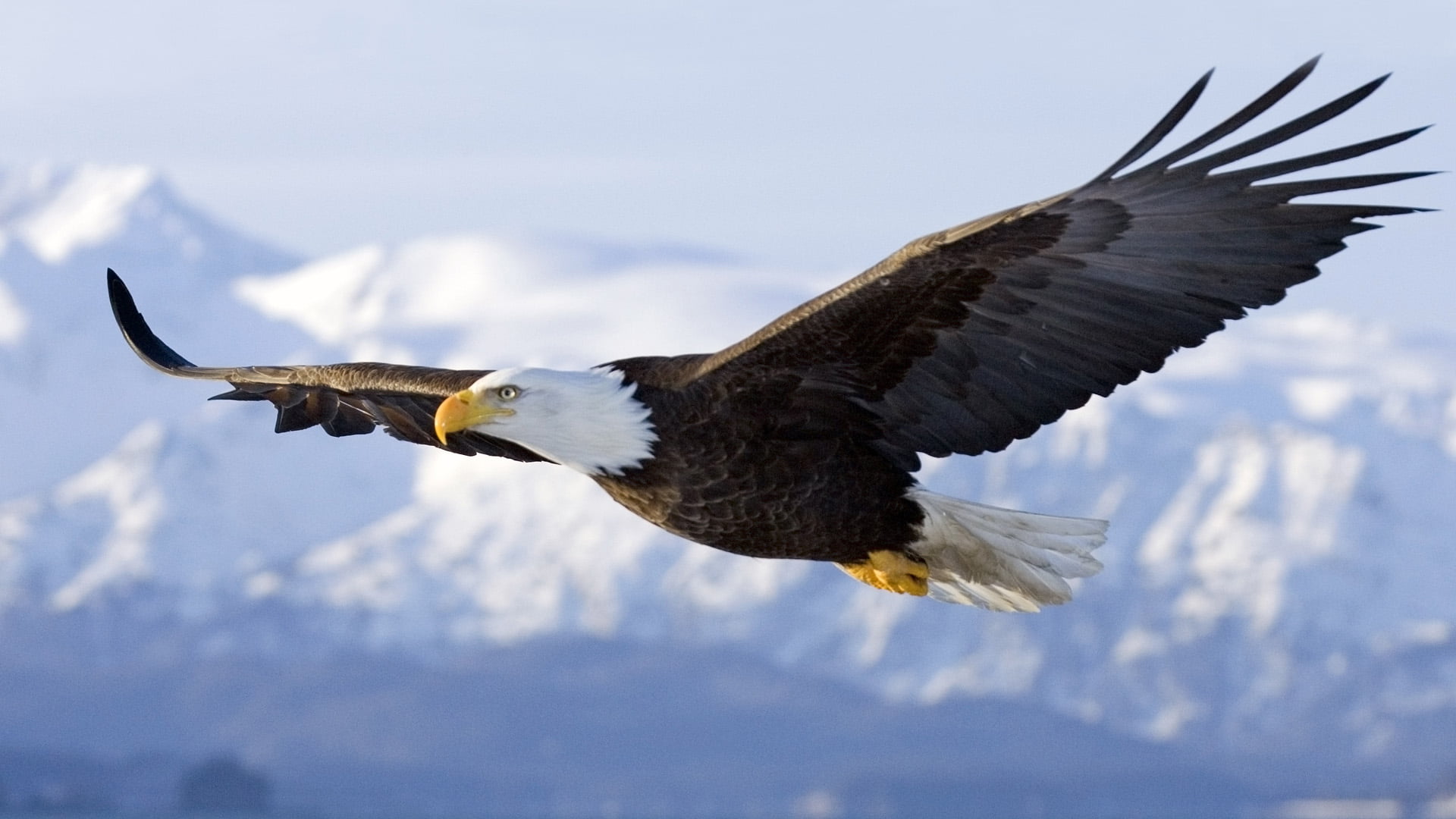 American eagle flying bald nature landscape animals 2k