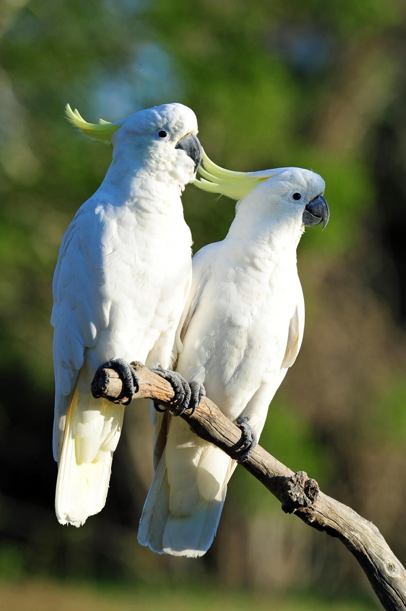 animals birds nature cockatoo Sulphur crested