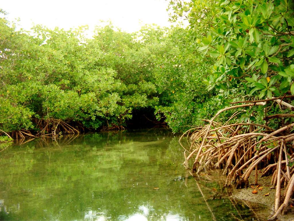 beach mangrove tree water