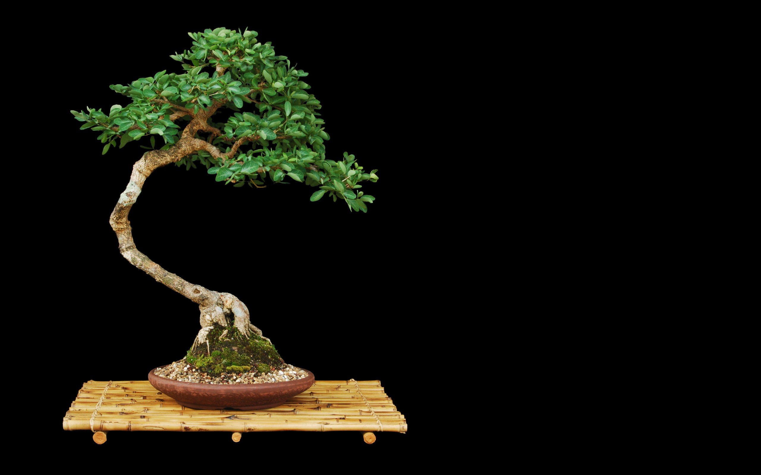 Bonsai Tree Black HD nature 2k