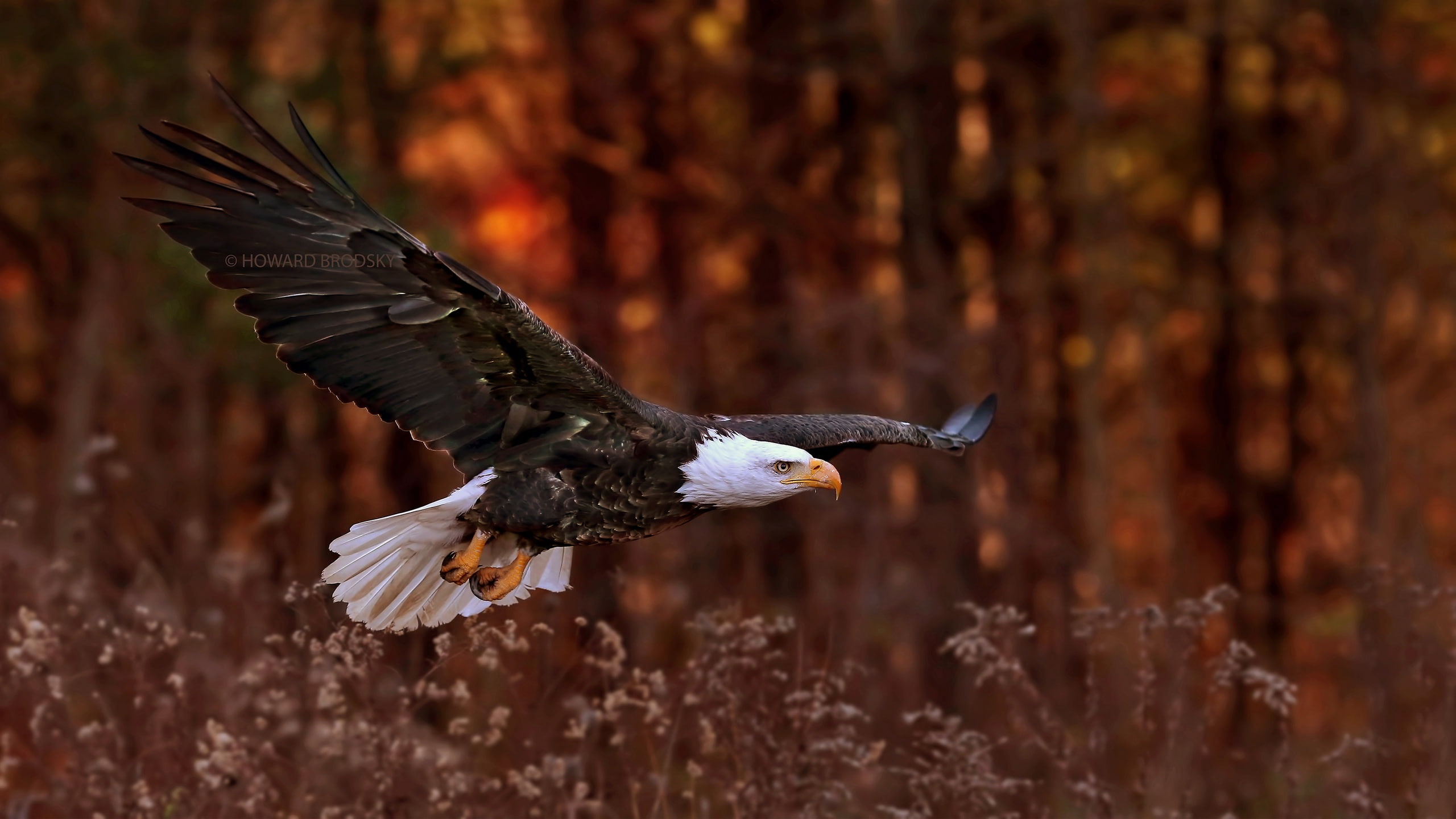 px animals Bald Eagle birds eagle nature Technology Windows HD Art 2k