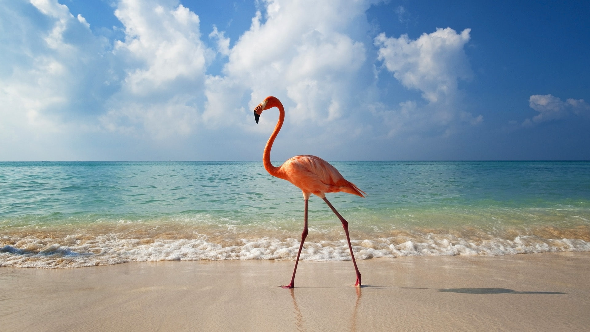 A flamingo beach 2k