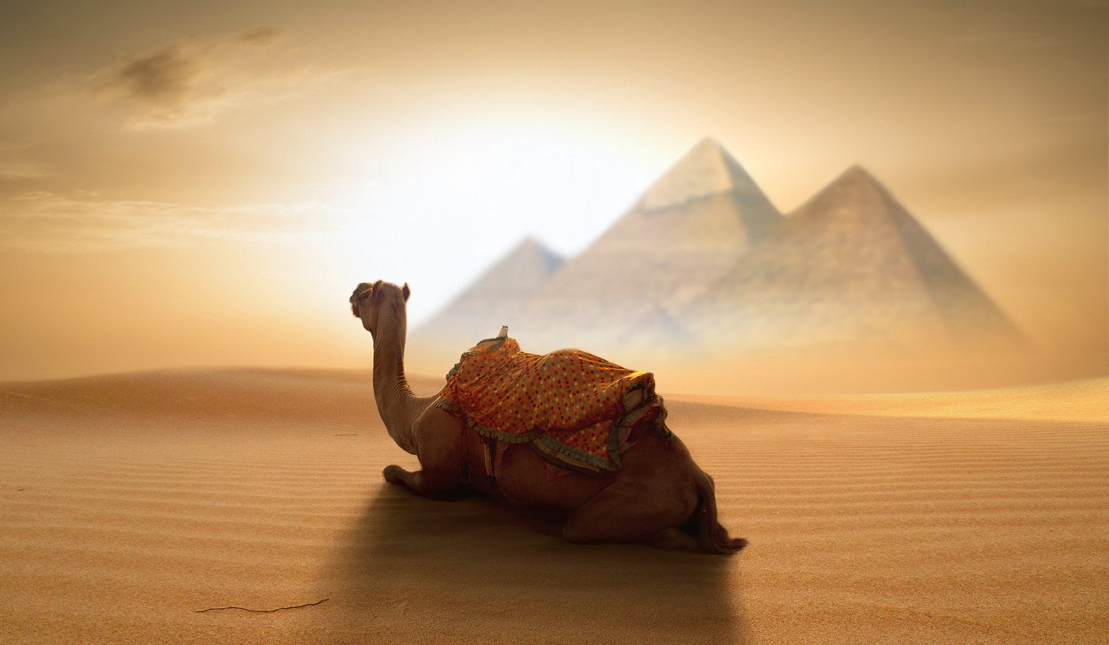 brown camel sitting on desert wallpaper Egypt pyramid animals 2k
