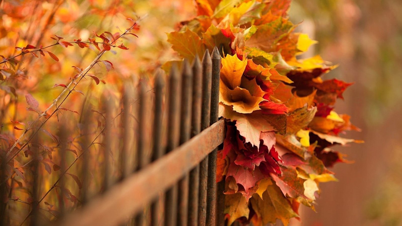 brown metal fence nature leaves fall branch depth of field 2k