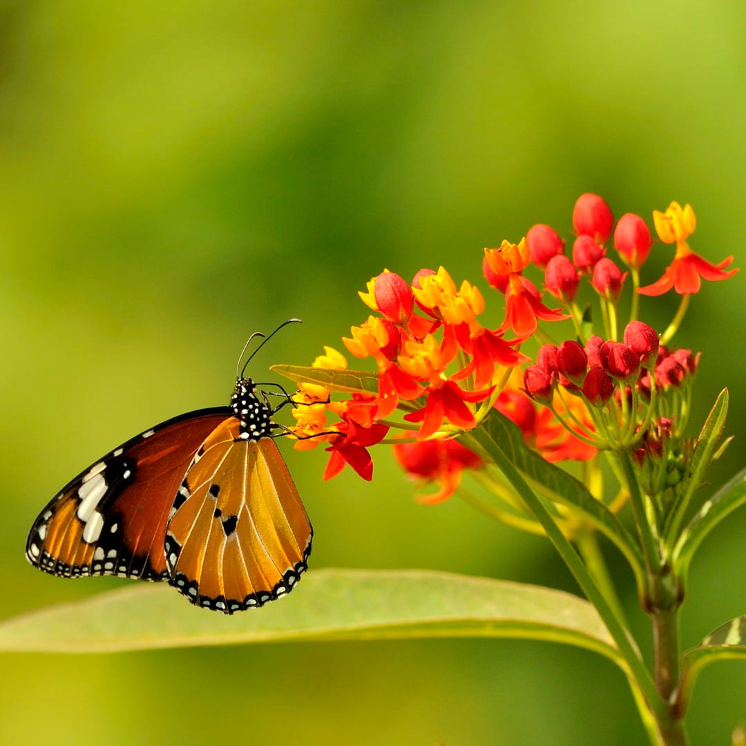 close up photo of Monarch butterfly on red and yellow flowers