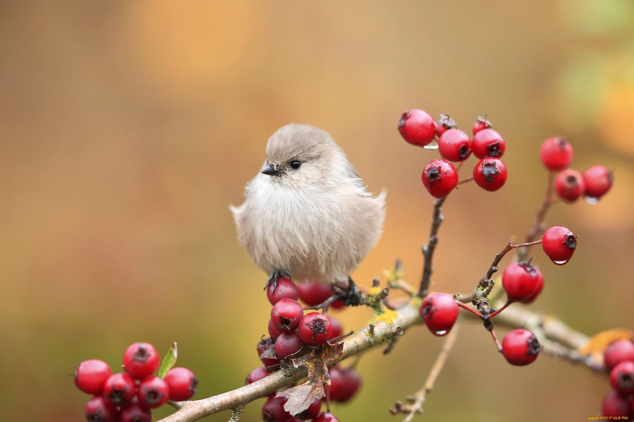 Cute Bird On Branch lovely berries fluffy sparrow nice nature 2k