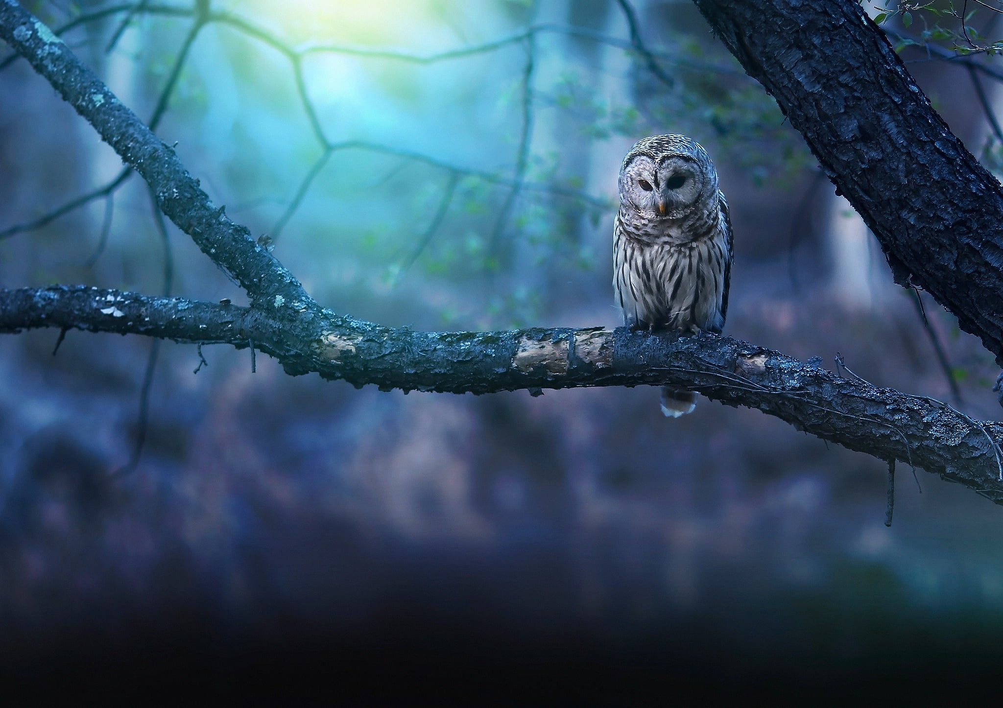 animals owl nature birds animal wildlife one vertebrate 2k