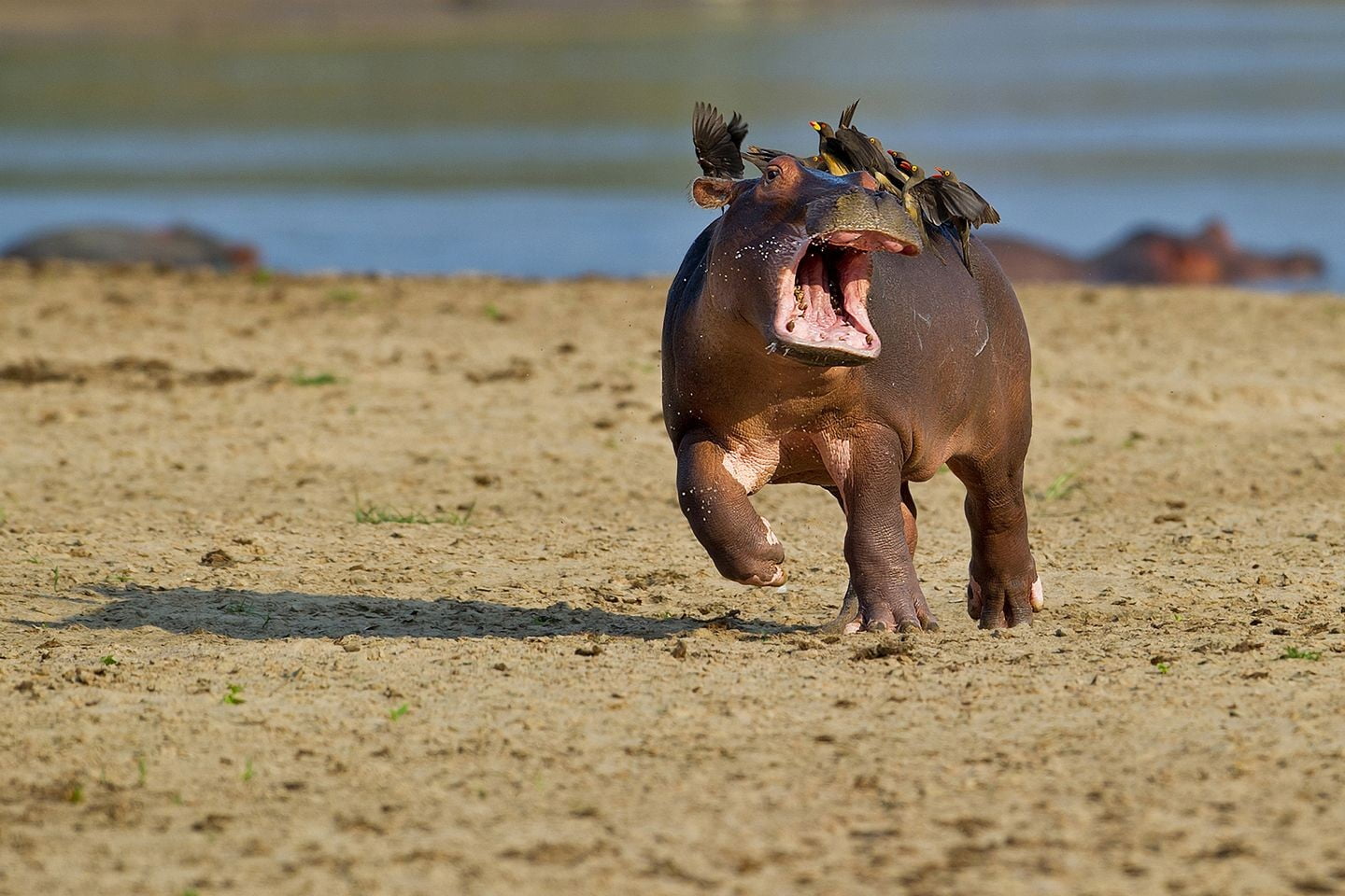 depth of field photography hippo on seashore nature animals