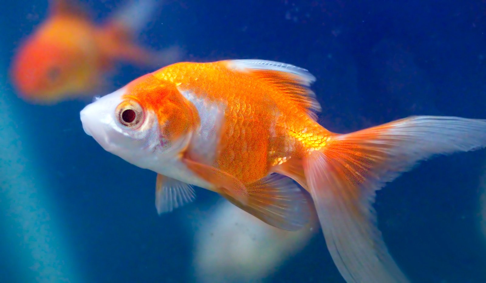 close up photo of orange and white gold fish goldfish aquarium 2k