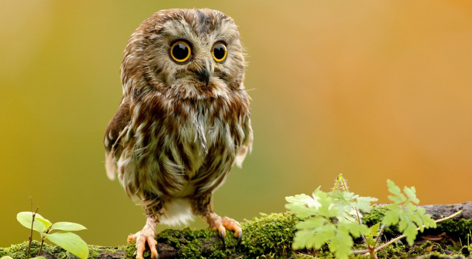 Cute Owl brown and gray grass owl Animals Birds Baby Branch 2k