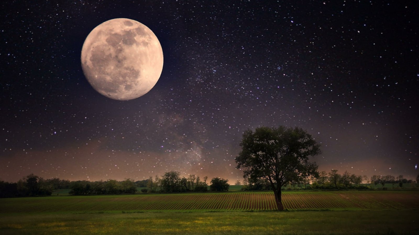 field astronomy landscape lonely tree darkness moonlight 2k