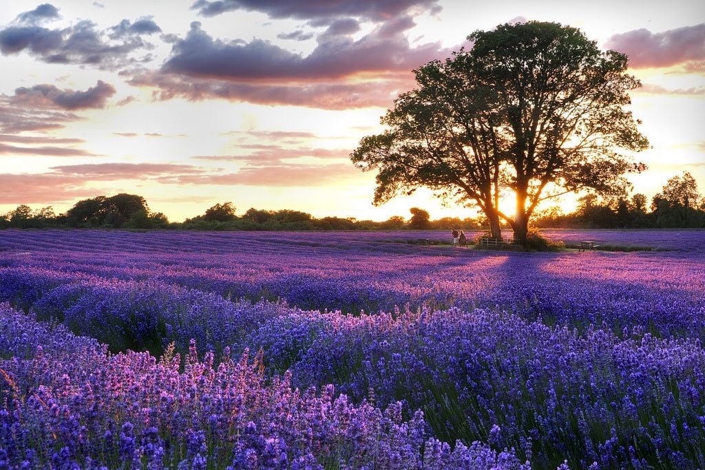 field lavender Lavender Field Nature Fields HD Art tree sky