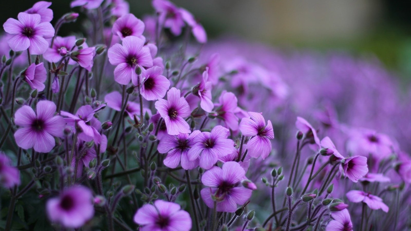 flower purple lilac plant pink flowers floral blossom 2k