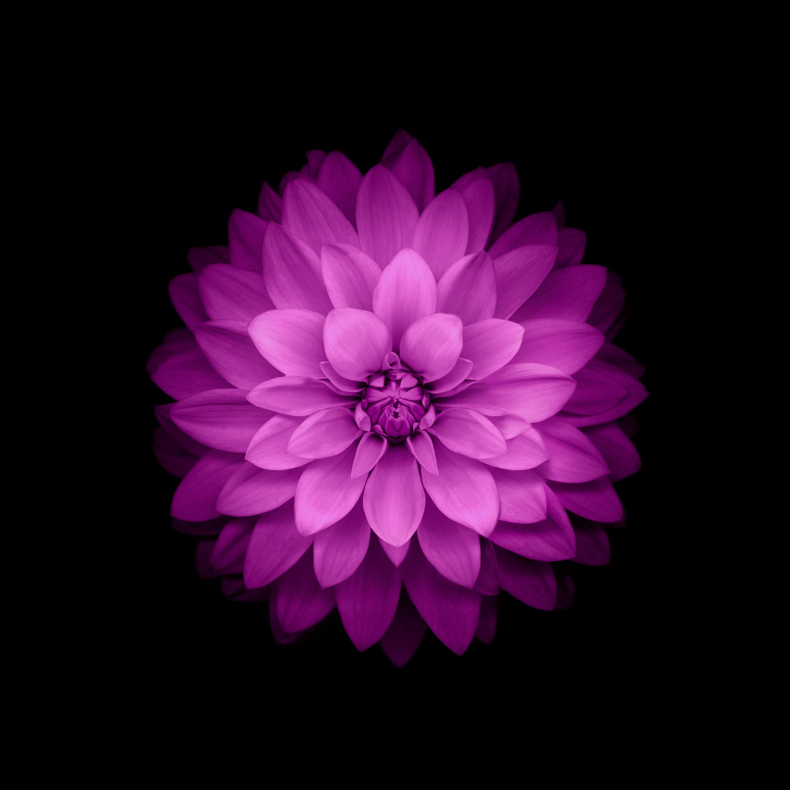 purple dahlia flower IOS wallpaper petaled in dark room 2k