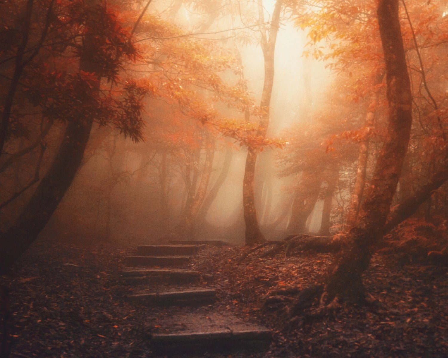 stair in between tree wallpaper pathway orange leaf at daytime 2k