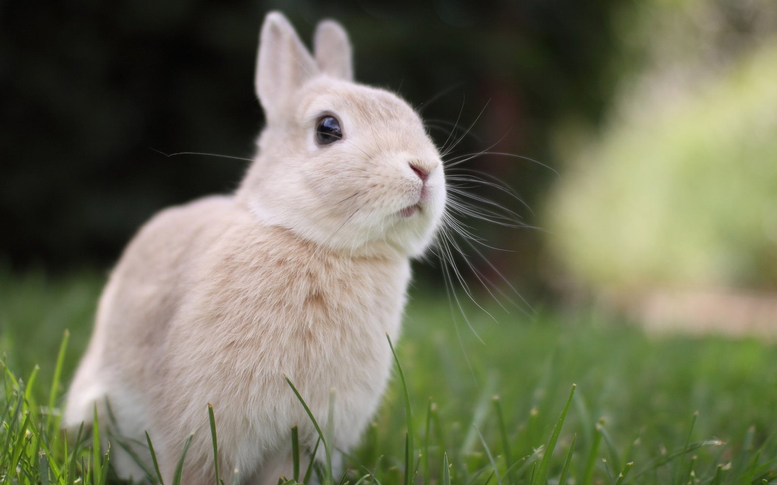 rabbits nature 2k