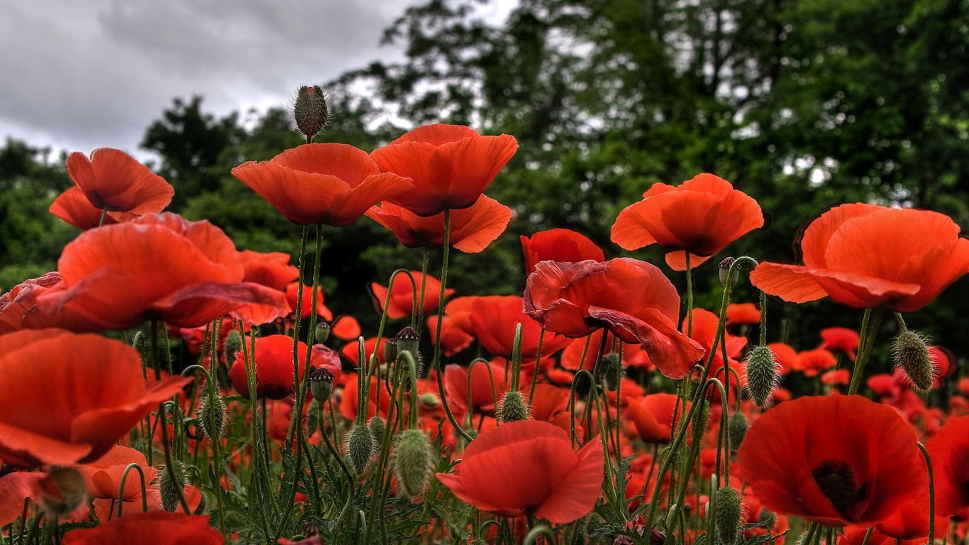 red flowers poppies nature plants flowering plant beauty in
