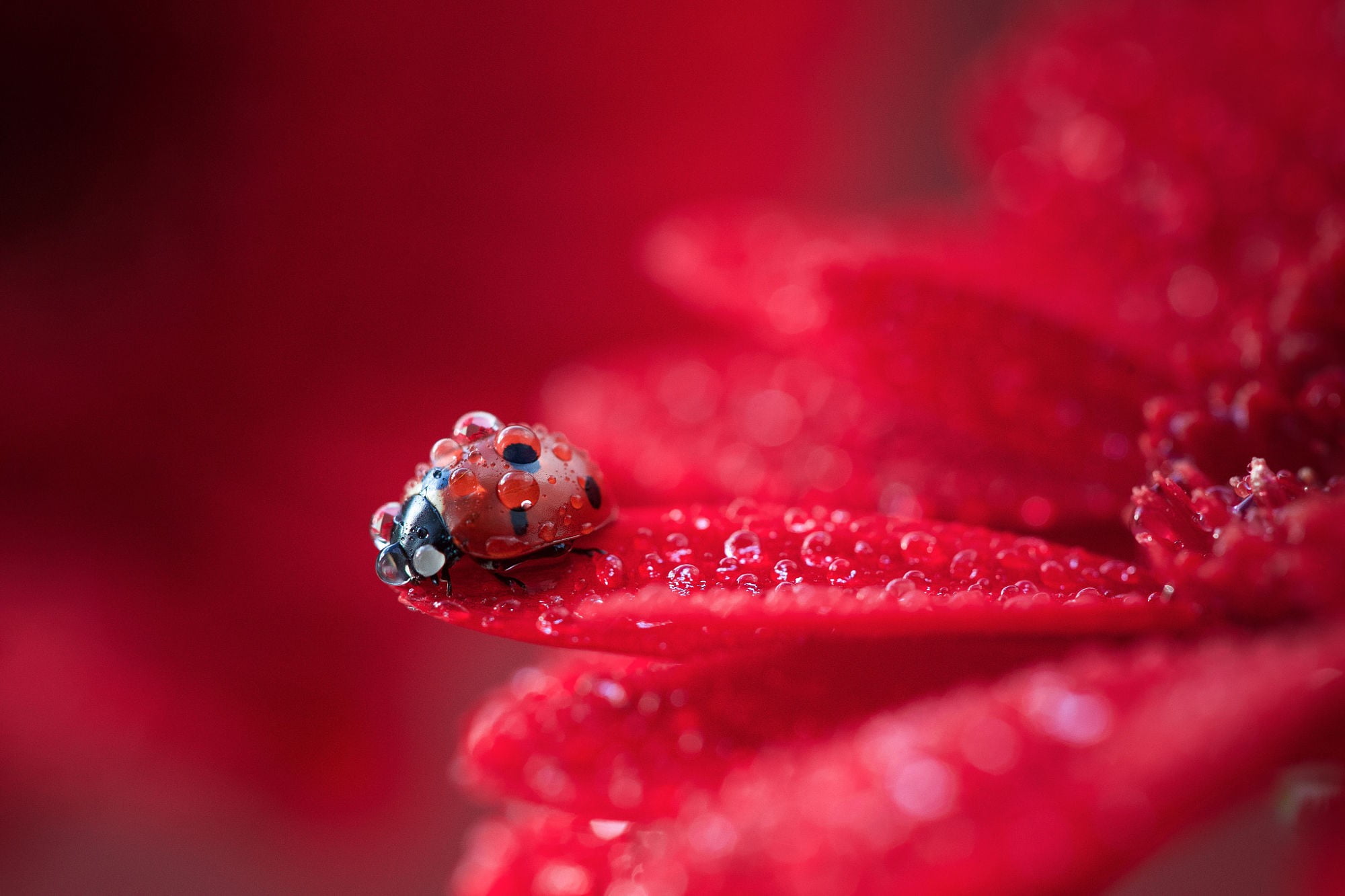 red ladybug ladybugs macro animals insect water drops nature 2k