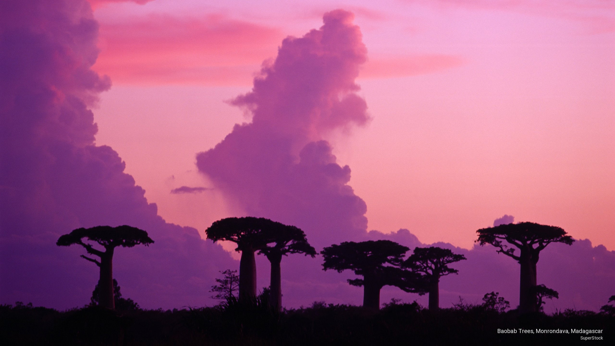 Baobab Trees Monrondava Madagascar Nature 2k