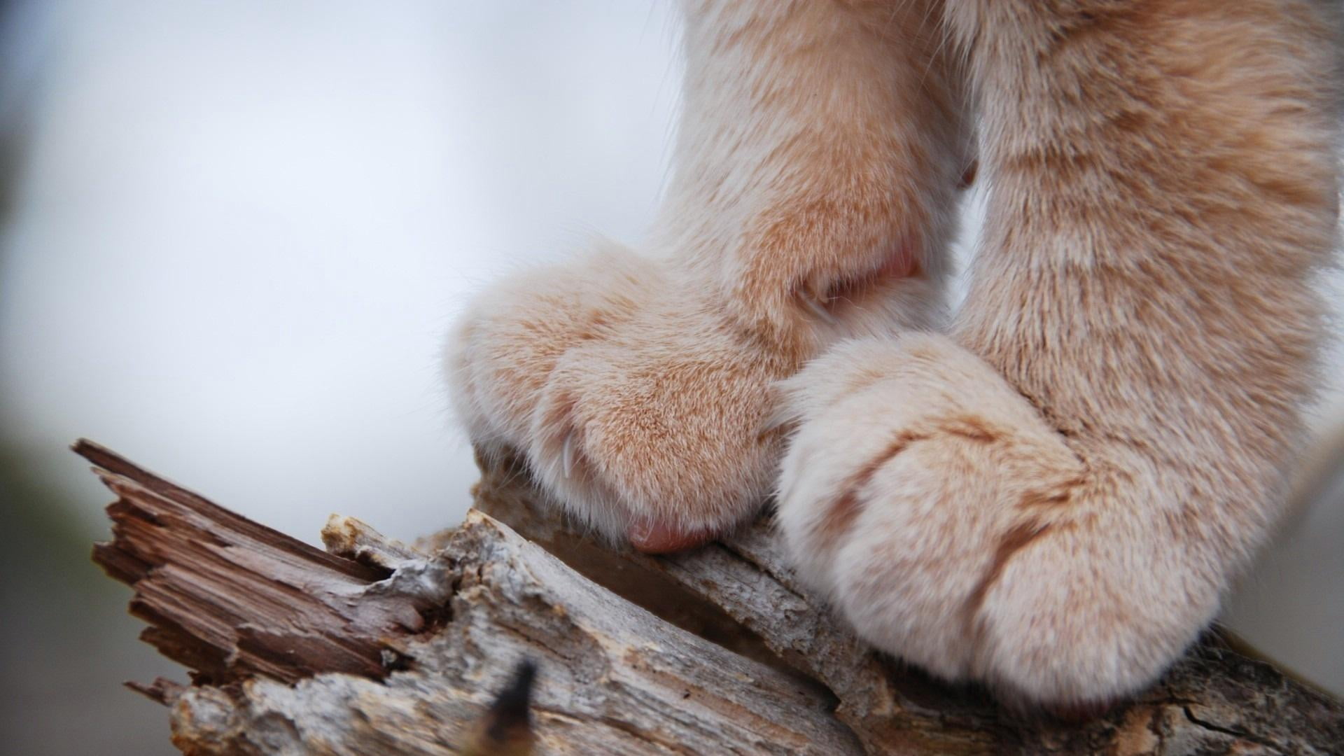 selective focus photo of orange cat paws on brown wood closeup 2k