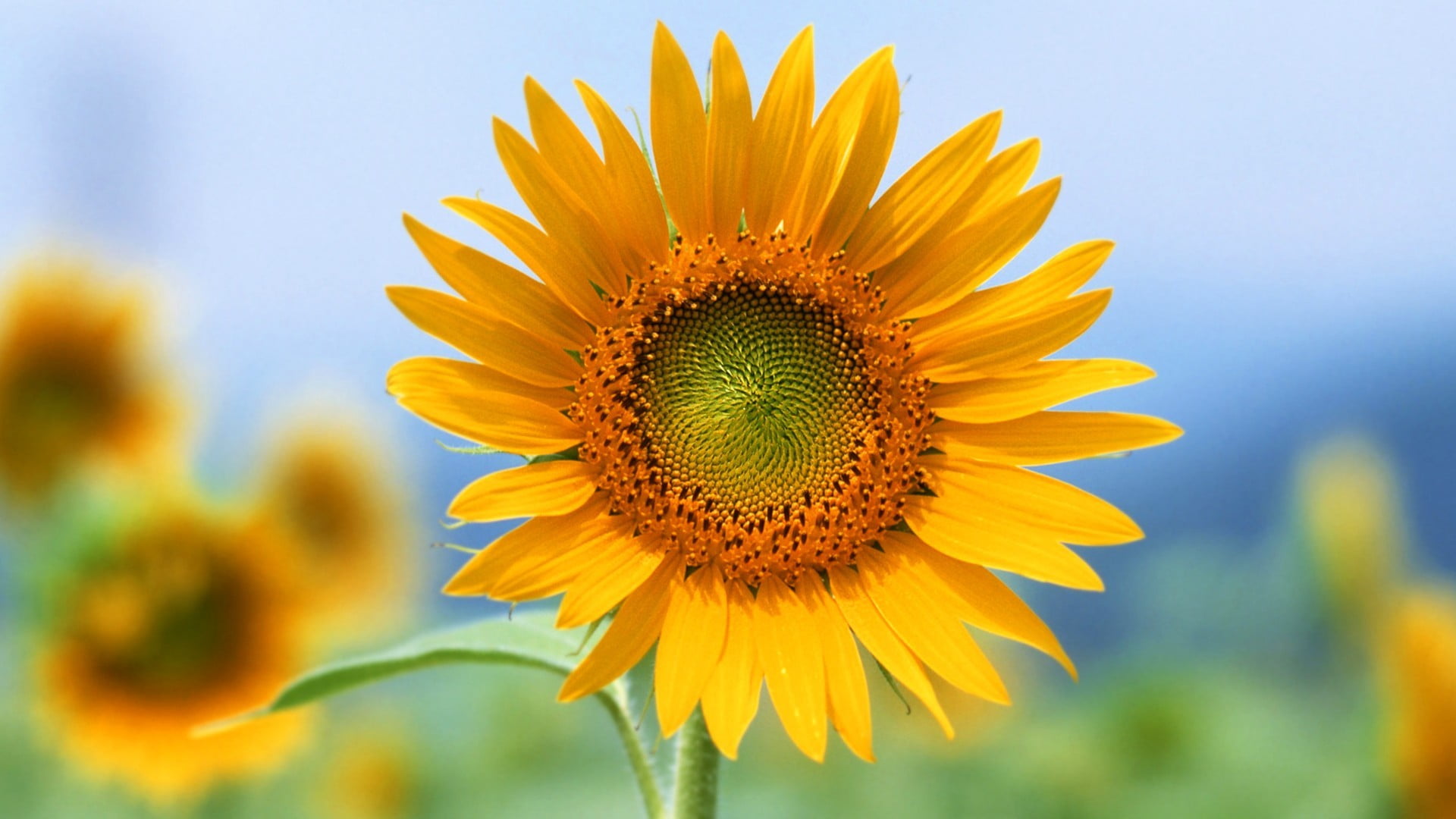 selective focus photography of sunflower plant flowers sunflowers 2k