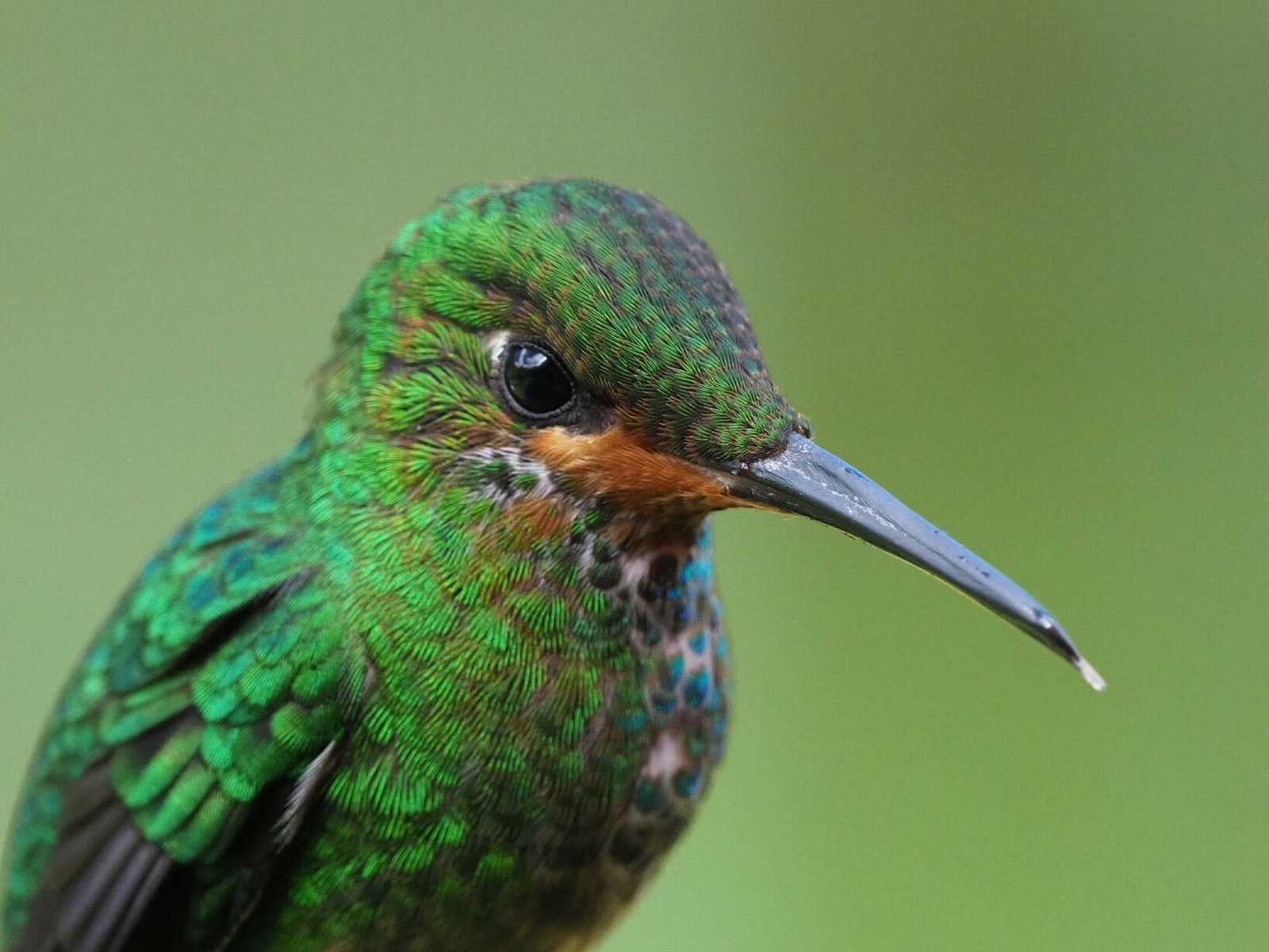 selective focus wildlife photography of green long beak bird 2k