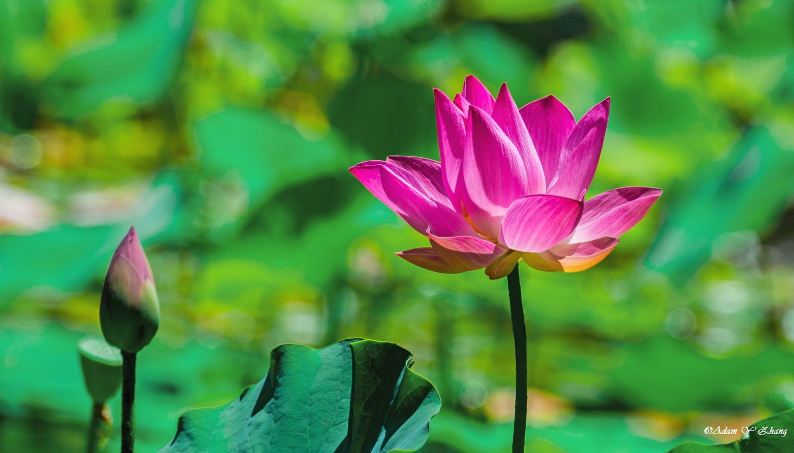 shallow focus photography of pink Lotus flower Telephoto Nikon DSLR 2k