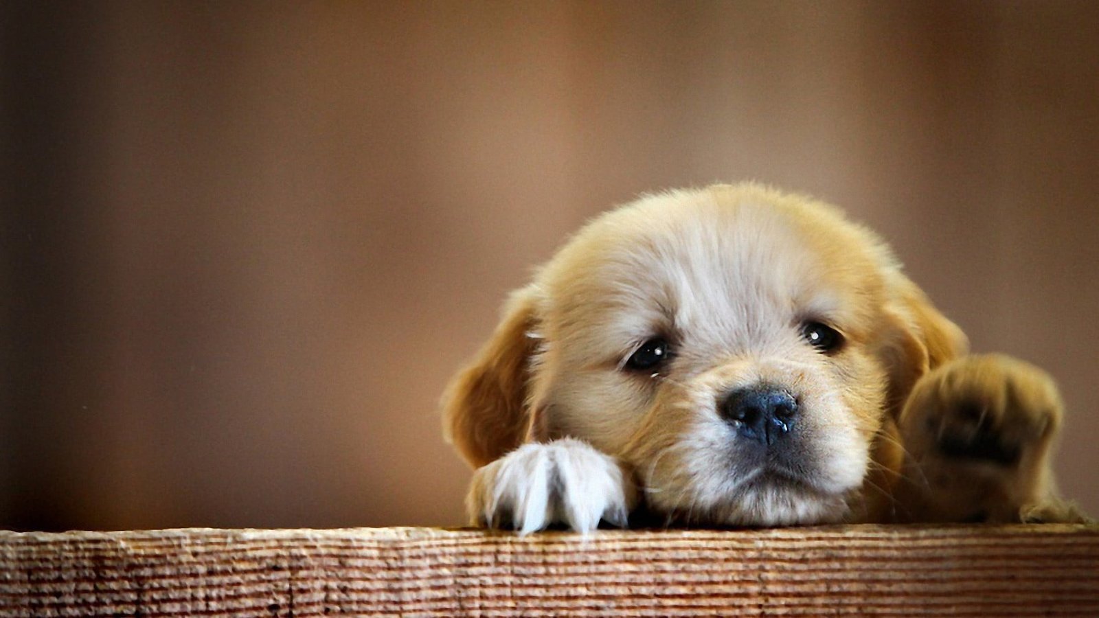 short coated beige puppy animals dog puppies domestic canine 2k