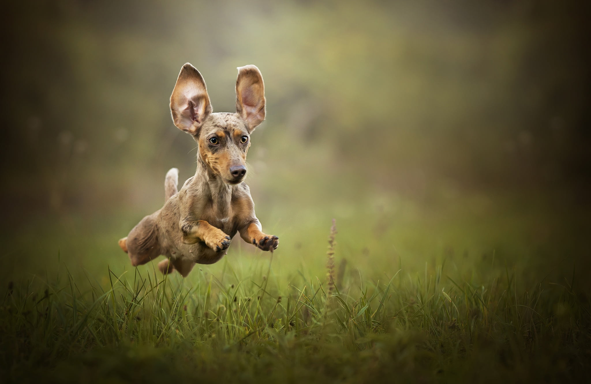 smooth dapple dachshund puppy dog animals nature jumping 2k
