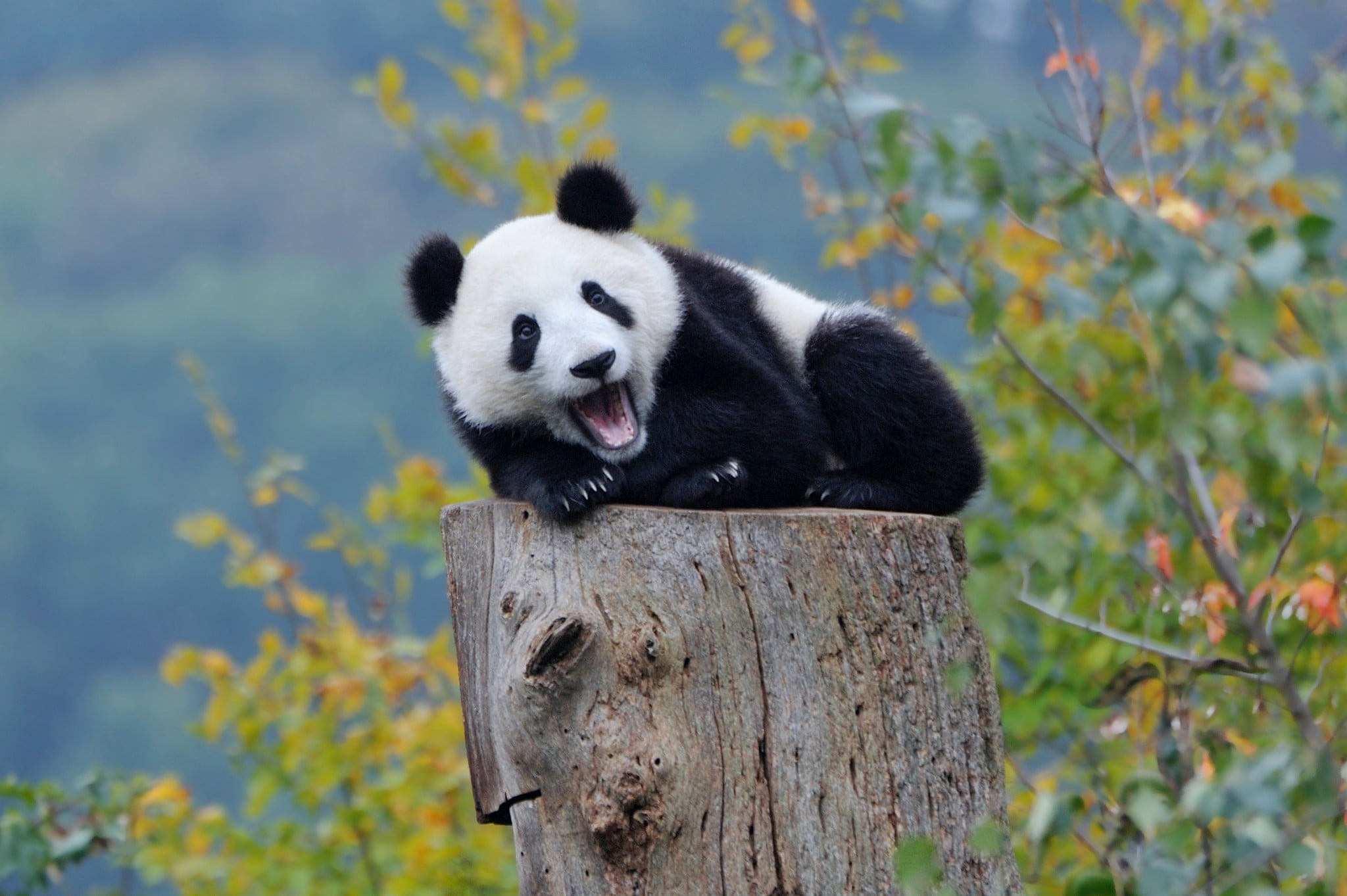black and white panda cub resting on brown wooden stump nature 2k