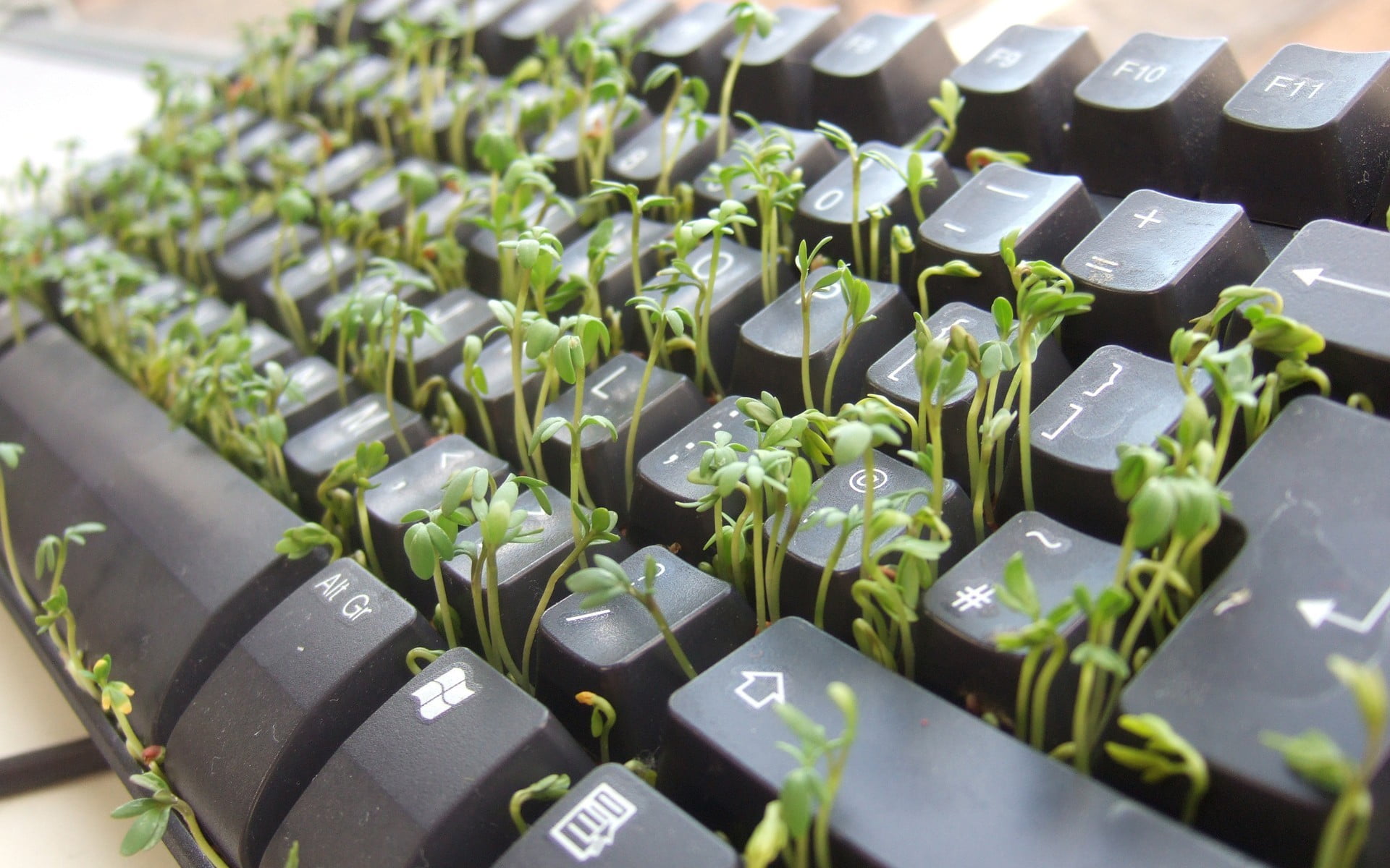 black computer keyboard keyboards nature plants selective focus 2k