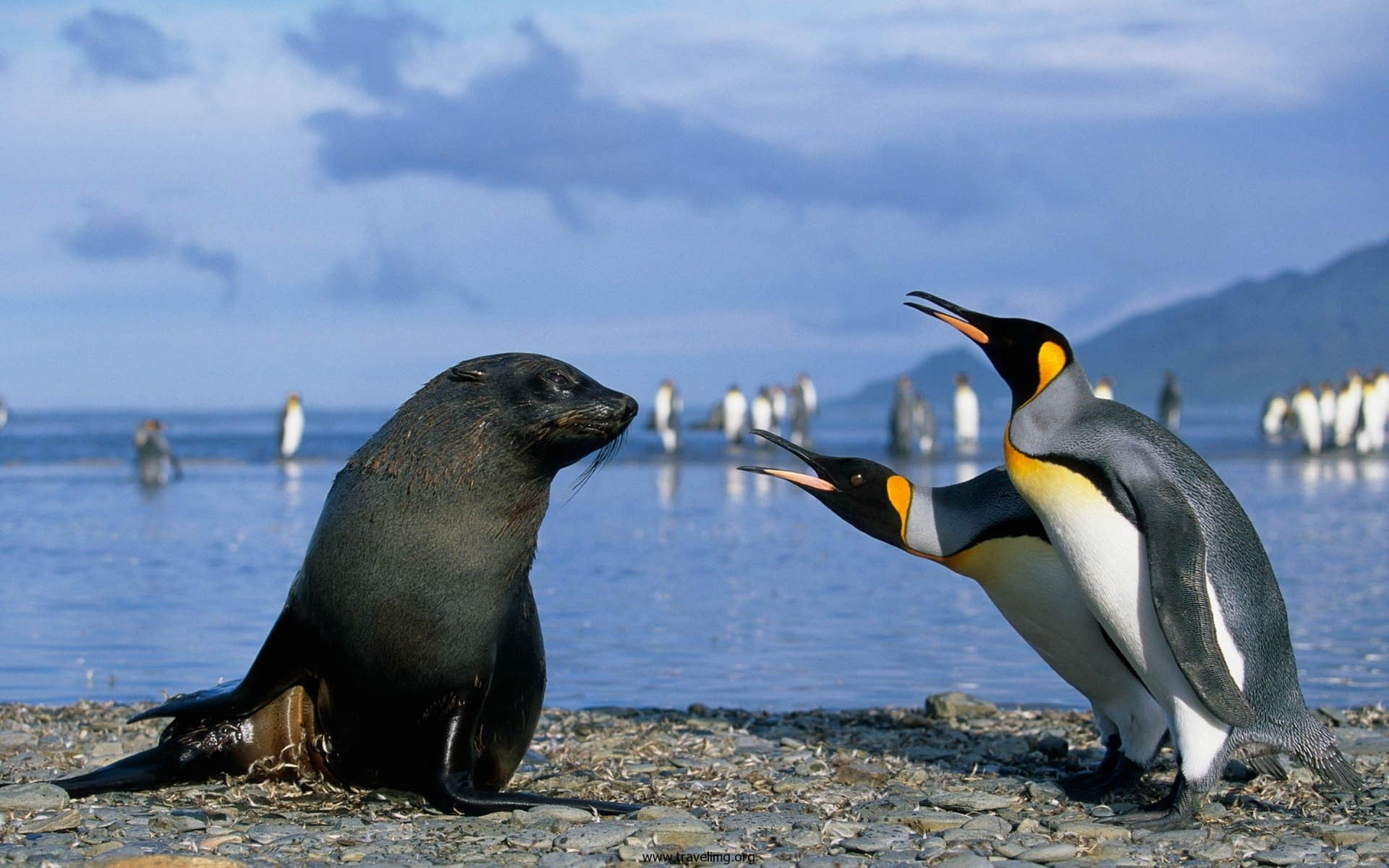 two emperor penguins and black sea lion seals animals birds 2k