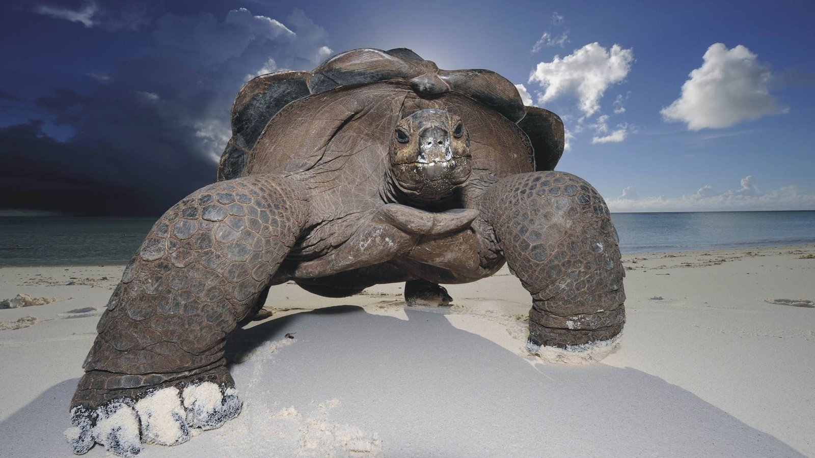 black tortoise turtle animals beach sea water sky land 2k
