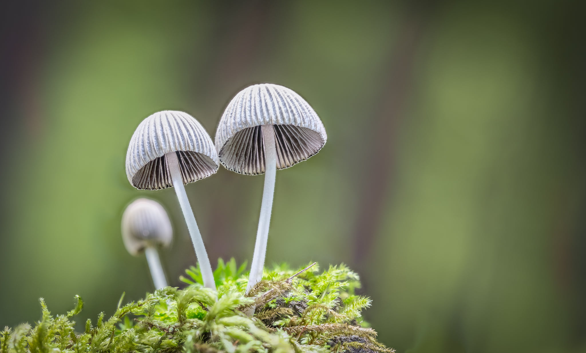 two grey mushrooms in micro photography ousted pretender macro 2k