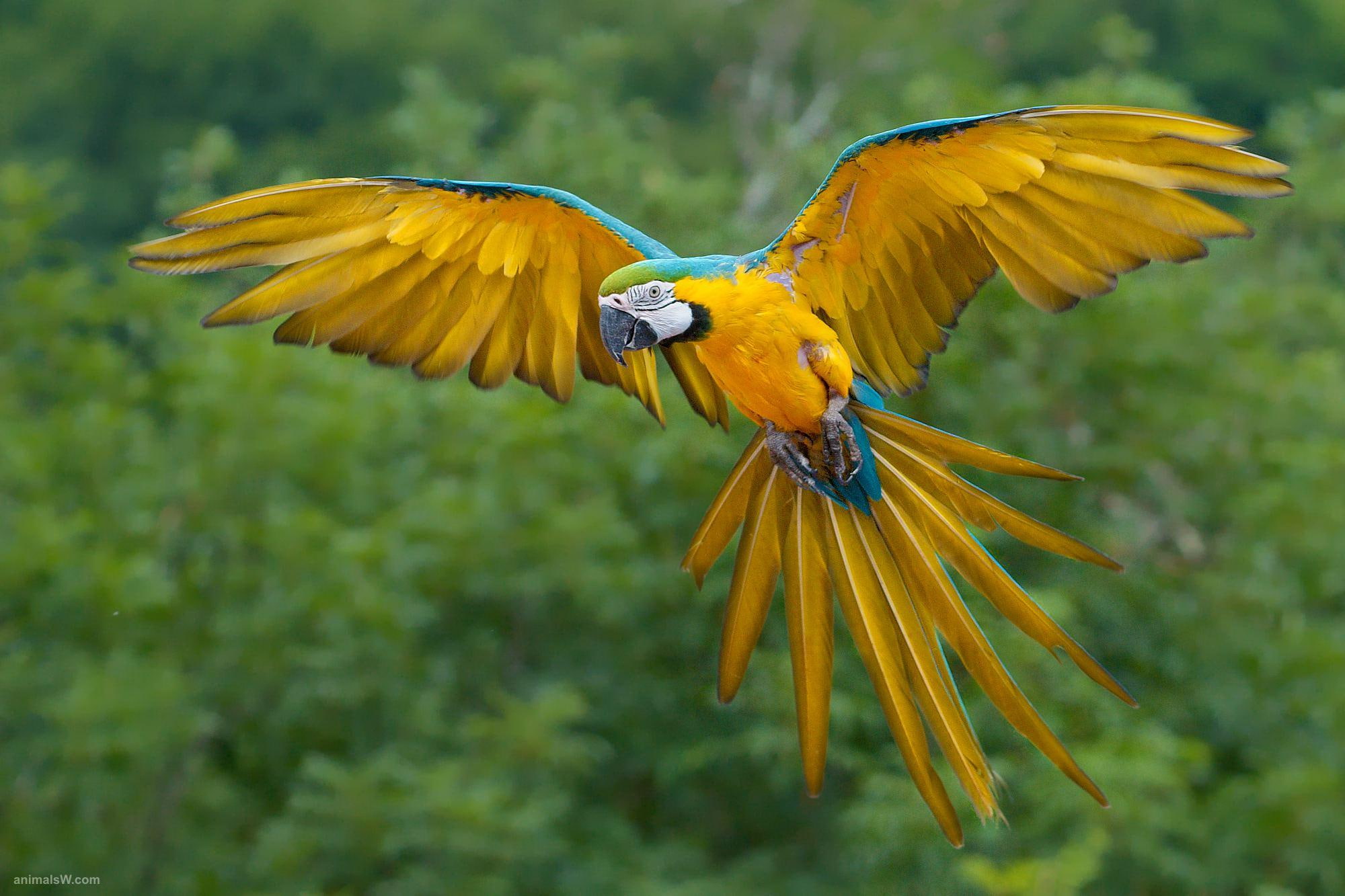 Blue yellow macaw bird flying nature parrot green animals 2k