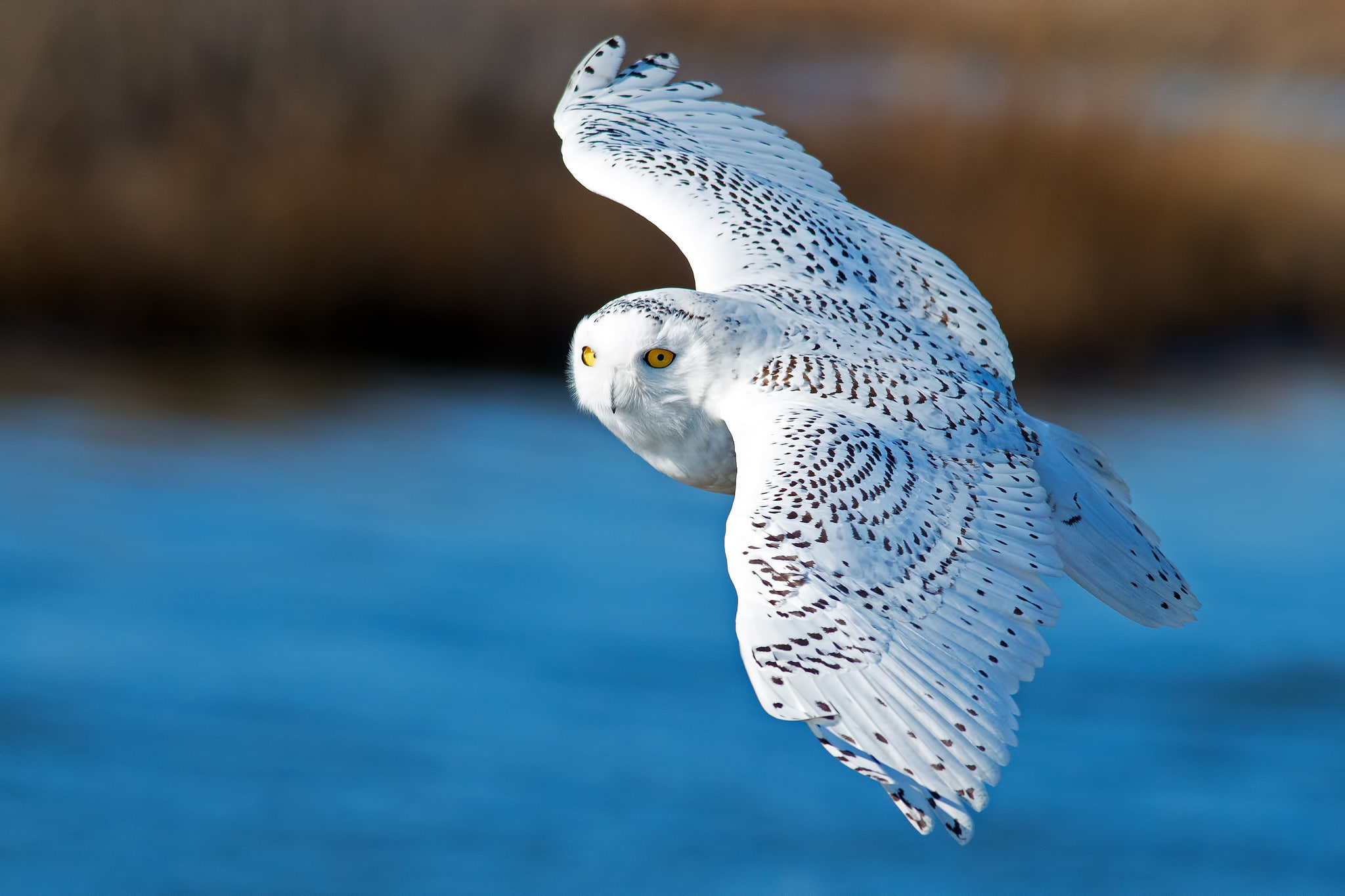 white and gray owl bird wings flight snowy 2k