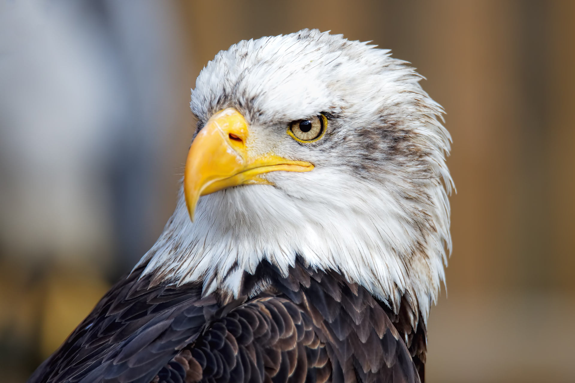 brown and white bird with yellow beck eagle Bird bald Eagle 2k