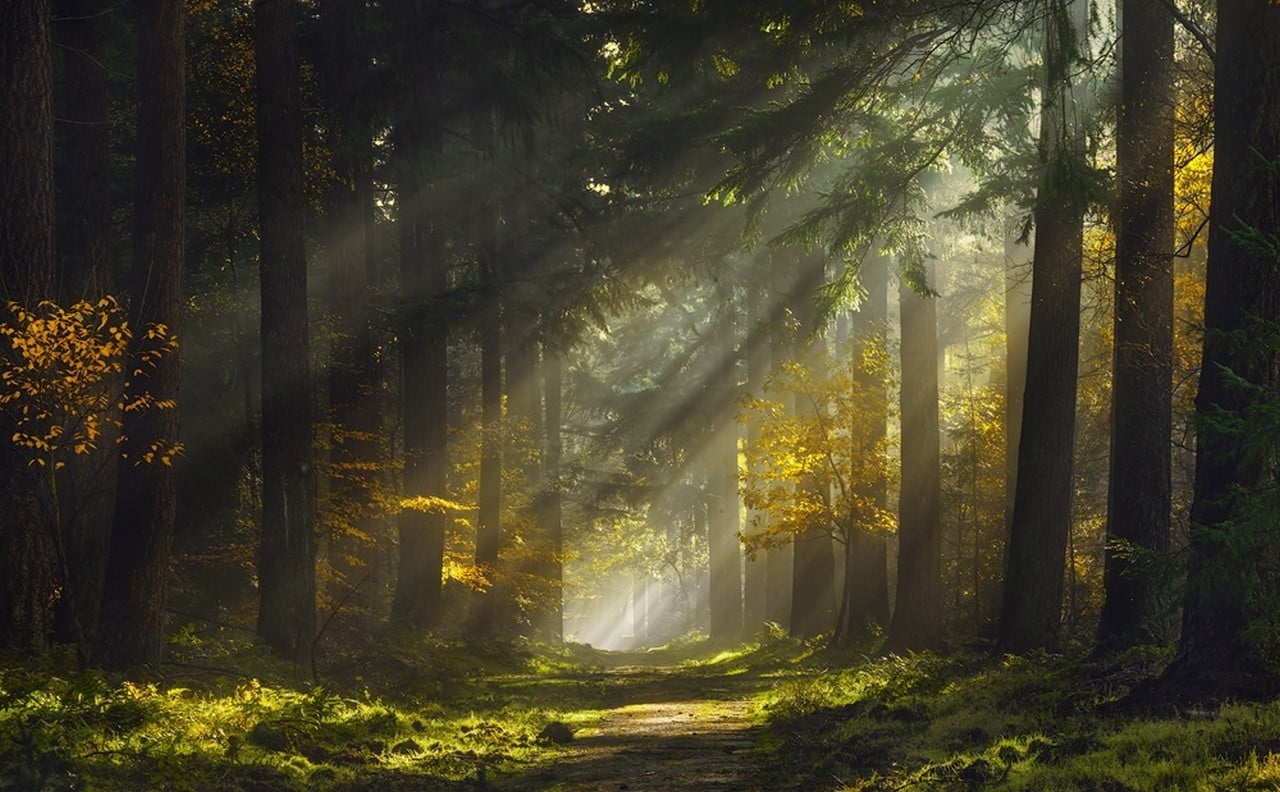 trees mist forest sunlight grass sunbeams path nature