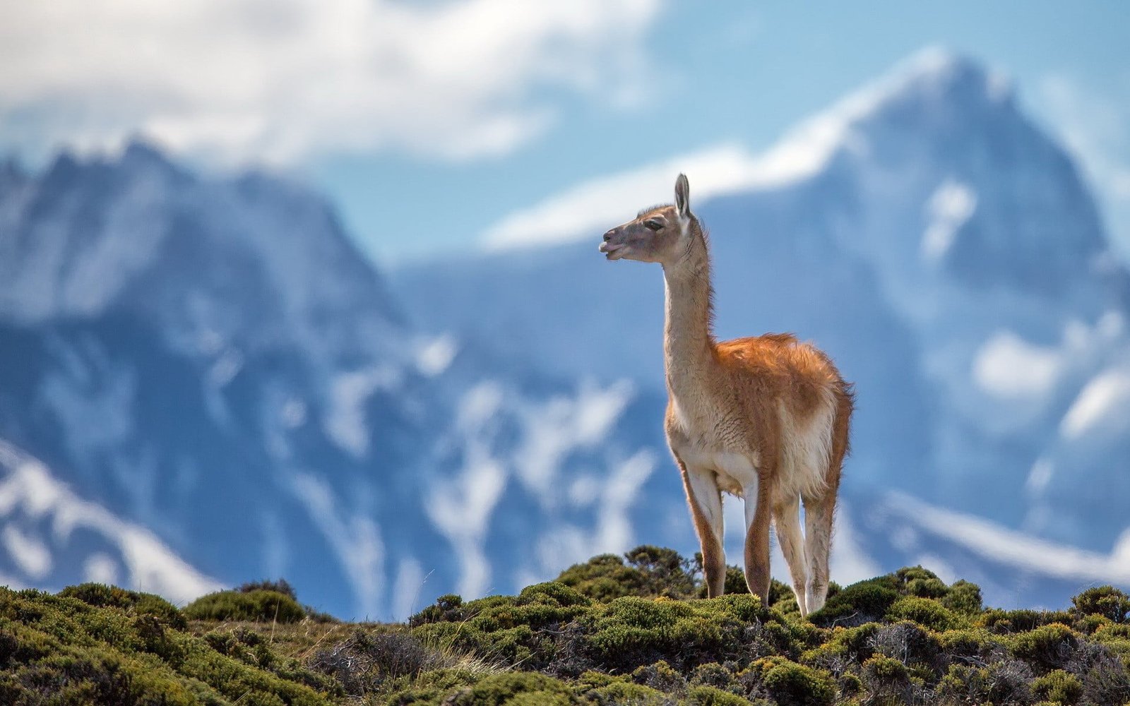 brown and white short coated cat lama animals mountains nature 2k