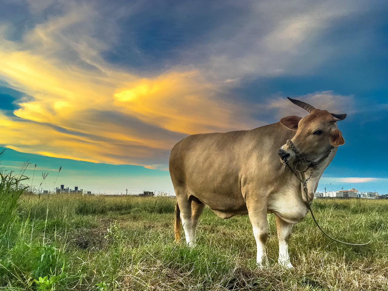 brown cattle on green grass during daytime magong IMG
