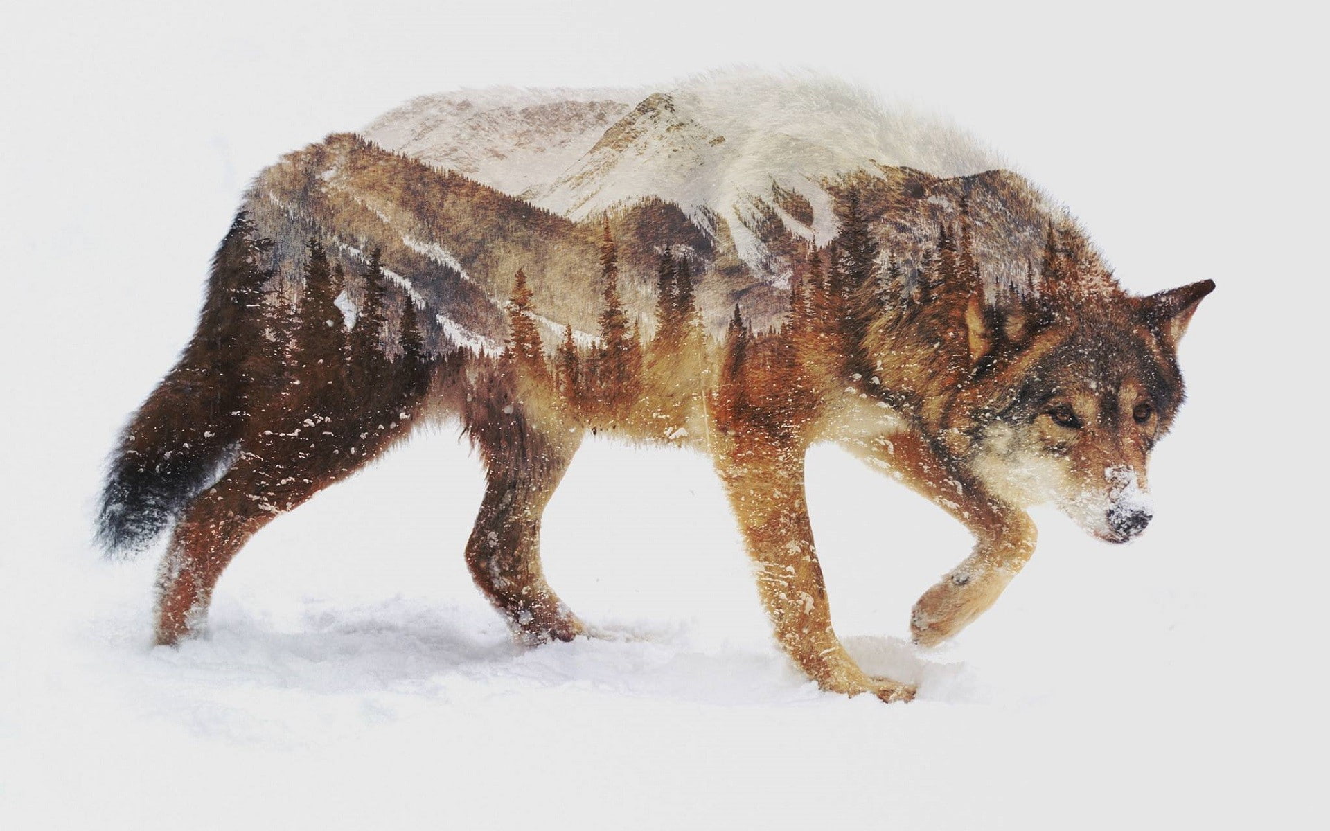 brown wolf animals nature landscape photo manipulation double exposure 2k