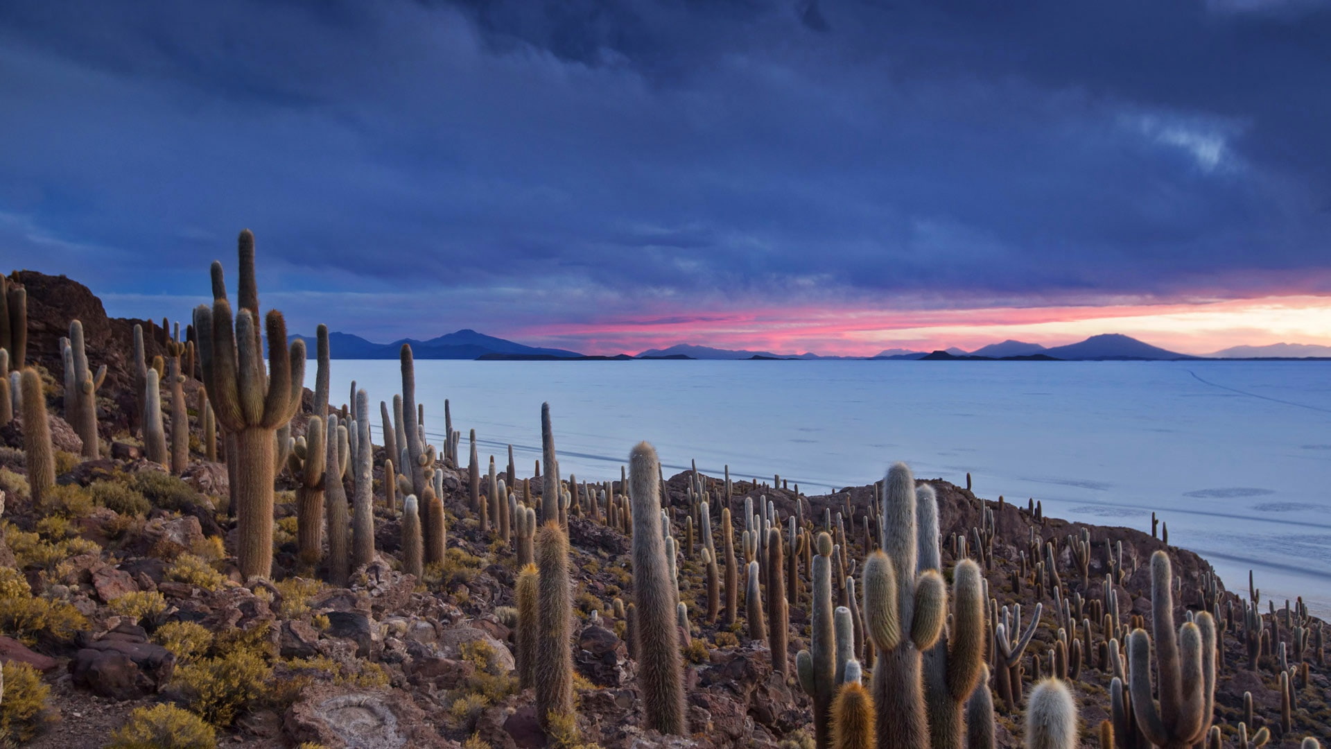 cactus nature sky Bolivia plants 2k