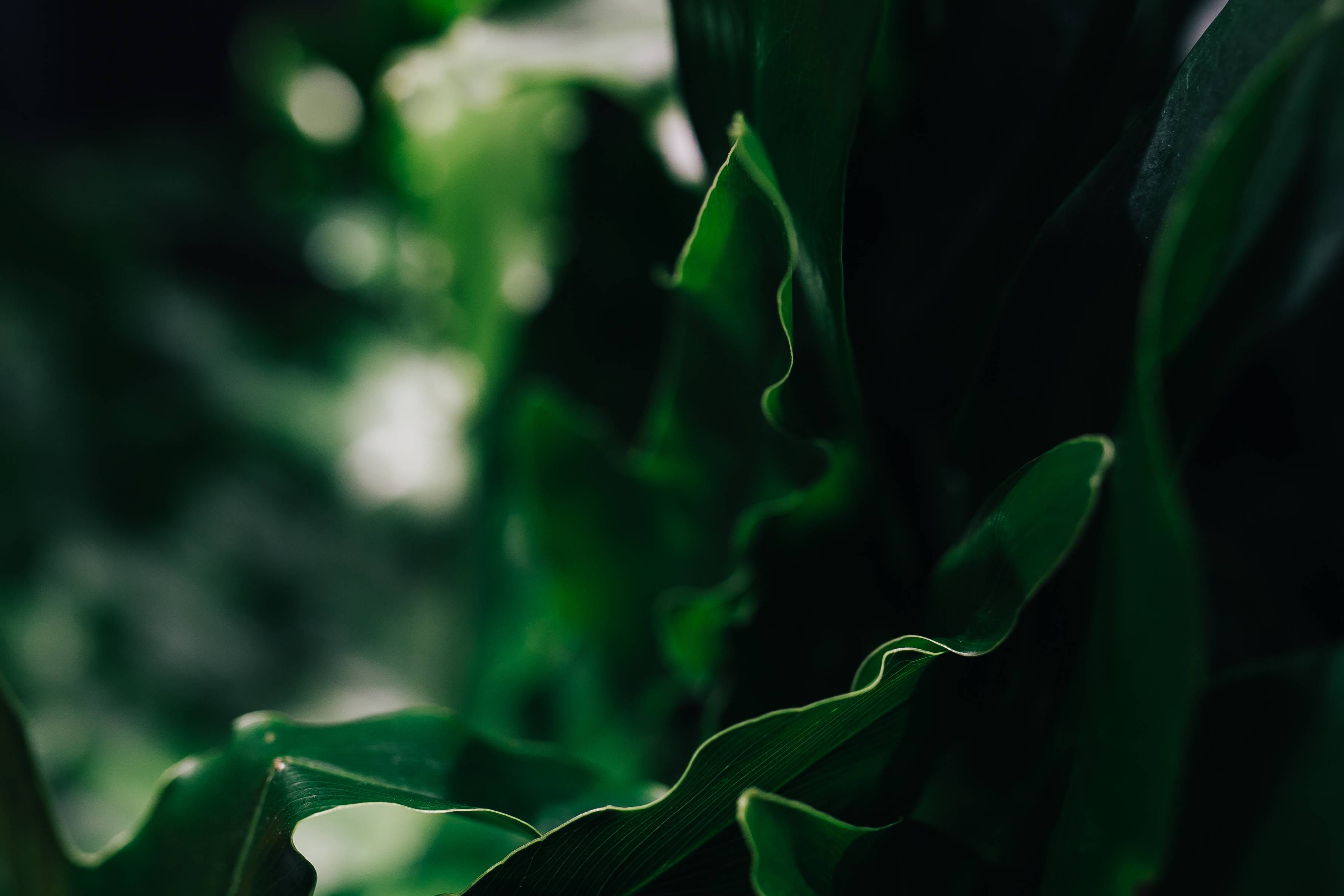 Close ups of green plant leaves nature leaf backgrounds Color 2k 4k