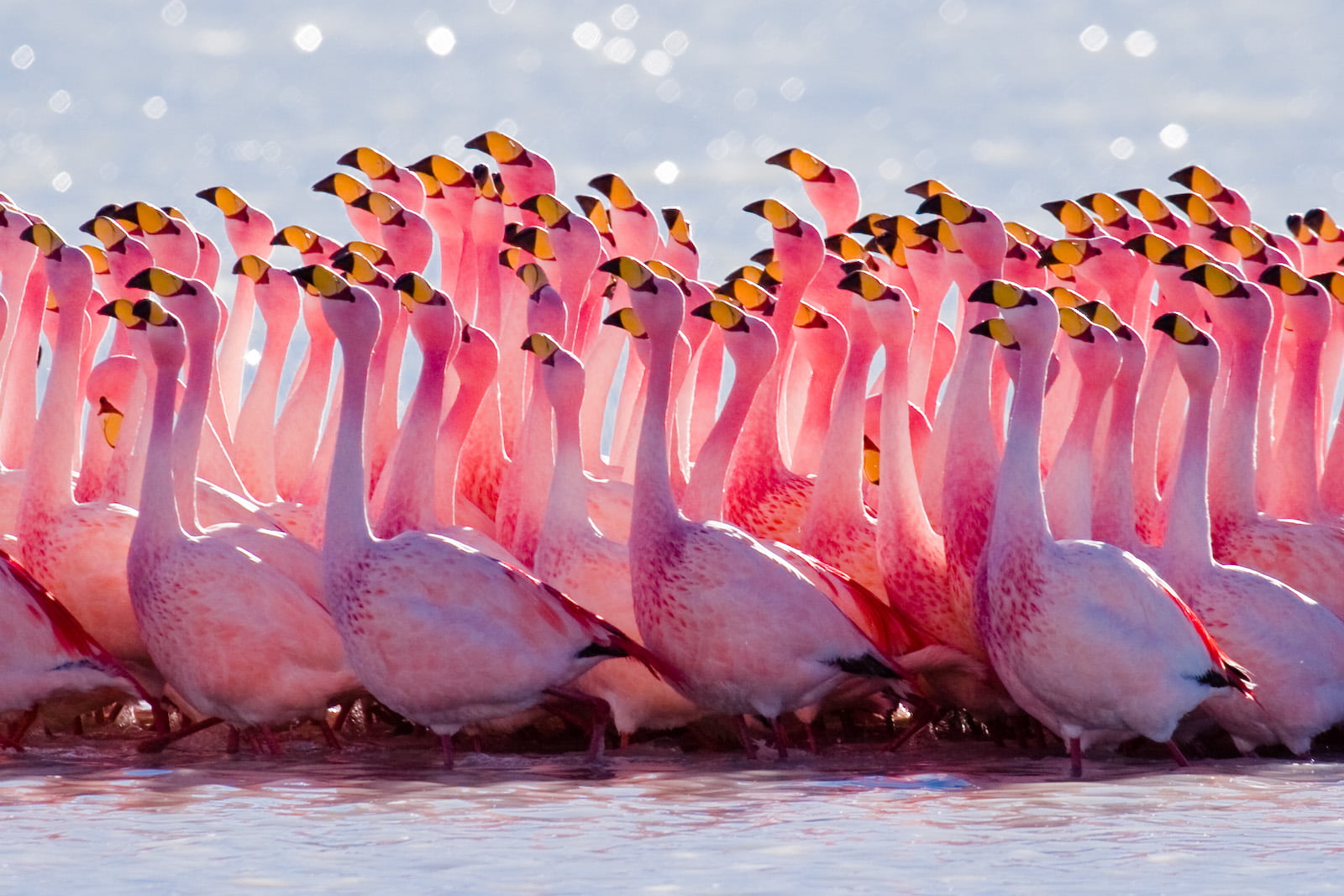 flocks of flamingo on body water Altiplano Animal Bird 2k