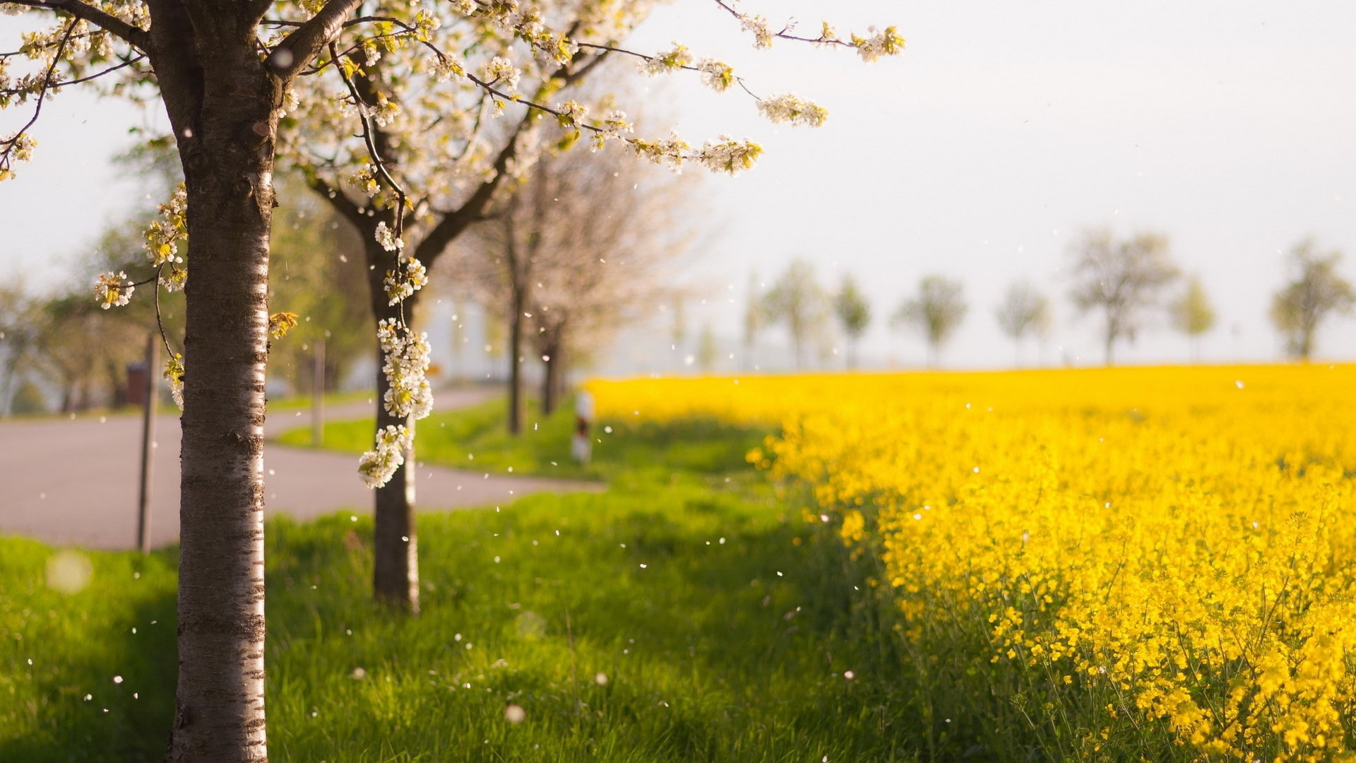 for desktop nature scenes beautiful scenery 2k