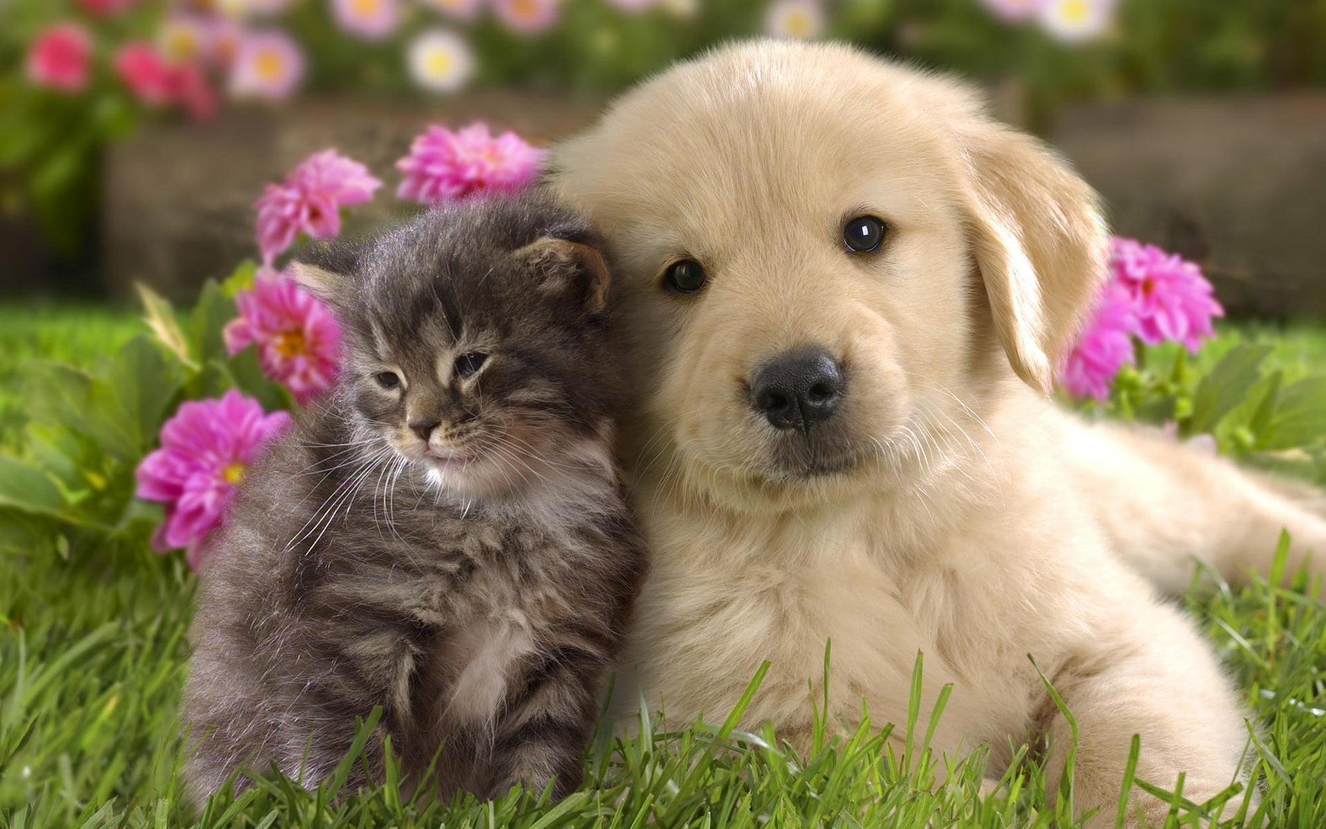 golden retriever puppy nature animals grass puppies kittens 2k