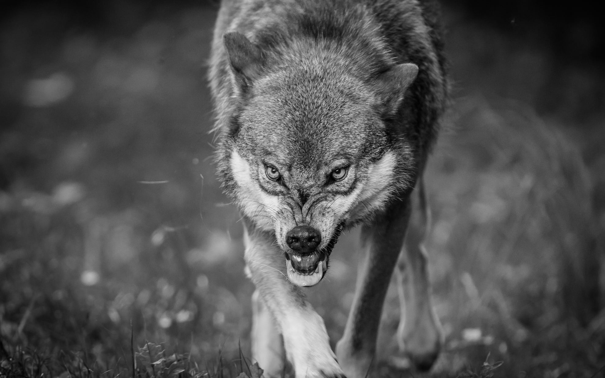 grayscale photography of wolf Snarl Eurasian Wolf common 2k